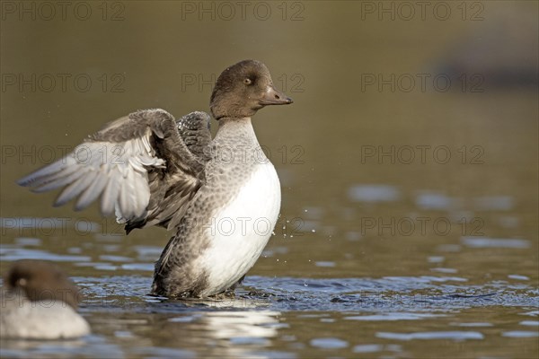 Goldeneye (bucephala clangula), female flapping wings, Gaspesie conservation park, province of Quebec, Canada, AI generated, North America