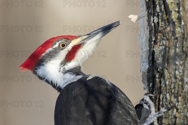 Pileated woodpecker (Dryocopus pileatus), male searching for larvae and ants, forest of Yamachiche, province of Quebec, Canada, AI generated, North America