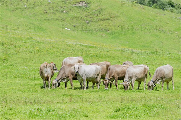 Allgaeu Brown Swiss cattle in Rappenalptal near Oberstdorf, Allgaeu, Bavaria, Germany, Europe