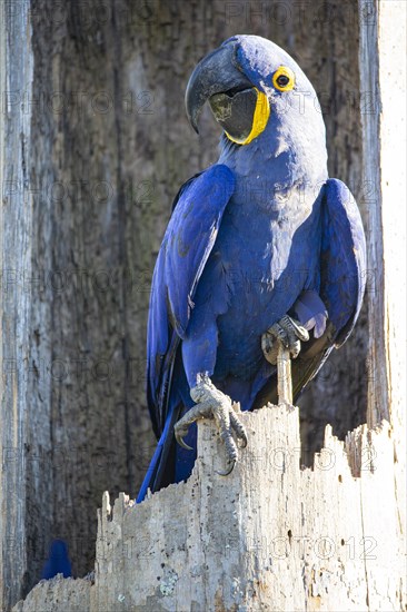 Hyacinth Macaw (Anodorhynchus hyacinthinus) Pantanal Brazil