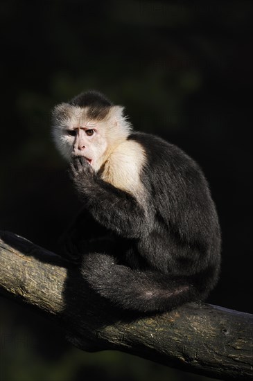 White-shouldered capuchin monkey or white-headed capuchin (Cebus capucinus), captive, occurring in South America