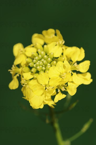 White mustard or yellow mustard (Sinapis alba, Brassica alba), flowers, North Rhine-Westphalia, Germany, Europe