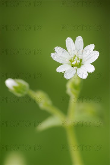 Water chickweed (Stellaria aquatica, Myosoton aquaticum), flower, North Rhine-Westphalia, Germany, Europe