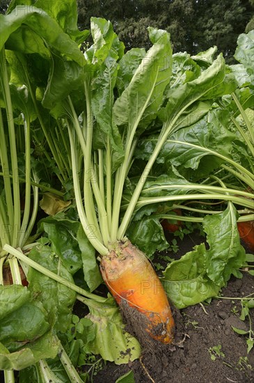 Fodder beet or beetroot (Beta vulgaris subsp. vulgaris var. crassa), North Rhine-Westphalia, Germany, Europe