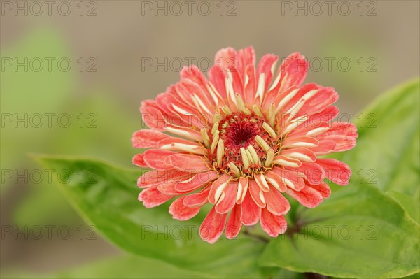 Zinnia (Zinnia elegans, Zinnia violacea), flower, ornamental plant, North Rhine-Westphalia, Germany, Europe