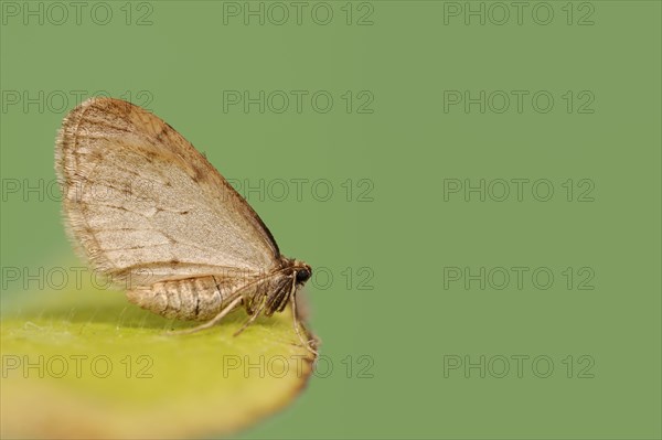 Winter moth (Operophtera brumata), male, North Rhine-Westphalia, Germany, Europe