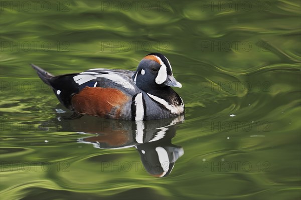 Harlequin duck (Histrionicus histrionicus), male, captive, Lower Saxony, Germany, Europe