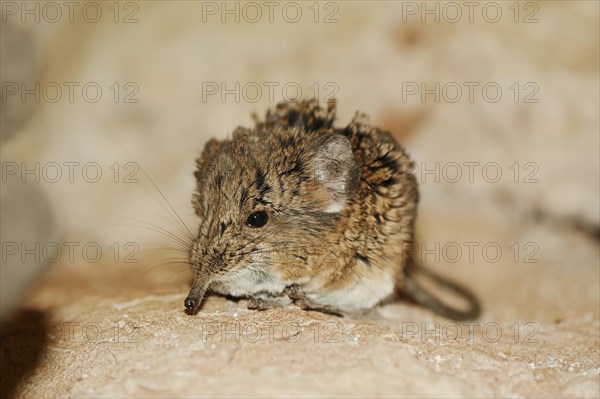 Short-eared elephant shrew (Macroscelides proboscideus), captive, occurrence in Africa