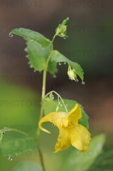 Greater balsam (Impatiens noli-tangere), flowering, North Rhine-Westphalia, Germany, Europe