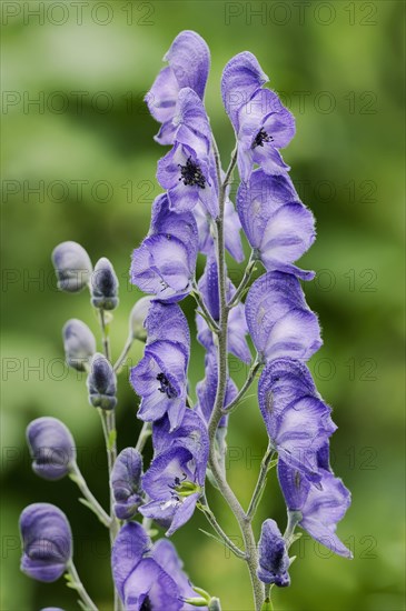 Monkshood (Aconitum napellus), flowers, ornamental plant, North Rhine-Westphalia, Germany, Europe