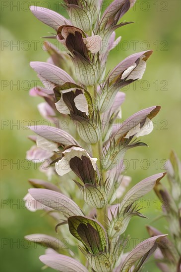 Balkan bear's paw (Acanthus hungaricus, Acanthus balcanicus), ornamental plant, North Rhine-Westphalia, Germany, Europe