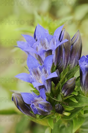 Crested gentian (Gentiana septemfida var. lagodechiana), flowers, garden plant, North Rhine-Westphalia, Germany, Europe