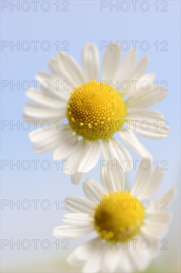 Chamomile (Matricaria recutita, Matricaria chamomilla), flowers, medicinal plant, North Rhine-Westphalia, Germany, Europe