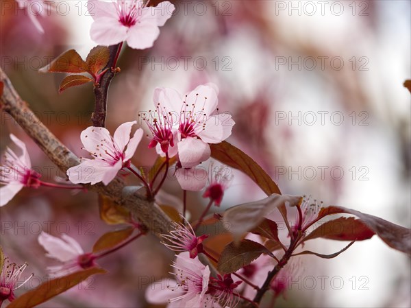 Blossoms of a blood plum (Prunus cerasifera 'Nigra')