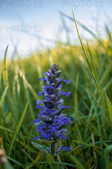 Carpet bugle (Ajuga), close-up, in sunlight on a green meadow