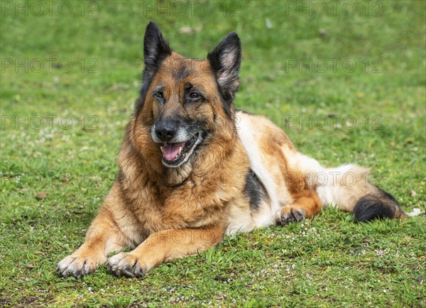 Old German shepherd dog, female, lying on lawn in Ystad, Scania, Sweden, Scandinavia, Europe