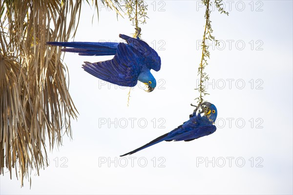 Hyacinth Macaw (Anodorhynchus hyacinthinus) Pantanal Brazil