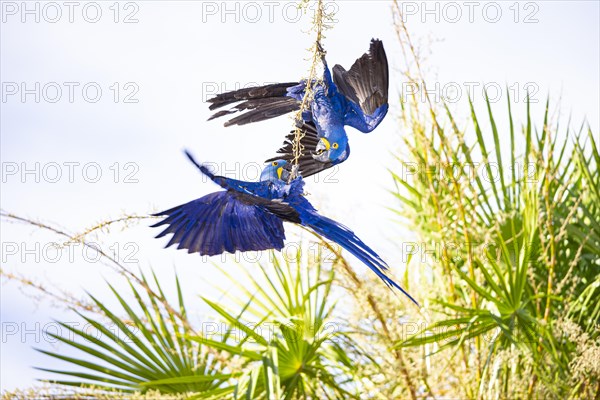 Hyacinth Macaw (Anodorhynchus hyacinthinus) Pantanal Brazil