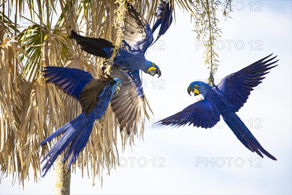 Hyacinth Macaw (Anodorhynchus hyacinthinus) Pantanal Brazil