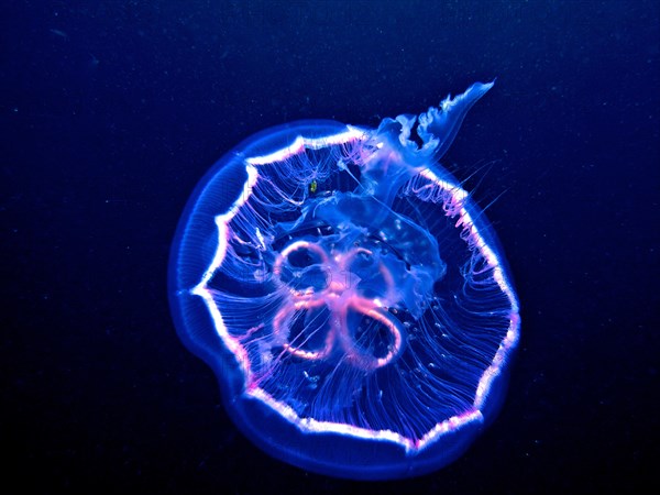 Common jellyfish (Aurelia aurita), dive site Amber Jack, Destin, Panhandle, Gulf of Mexico, Florida, USA, North America