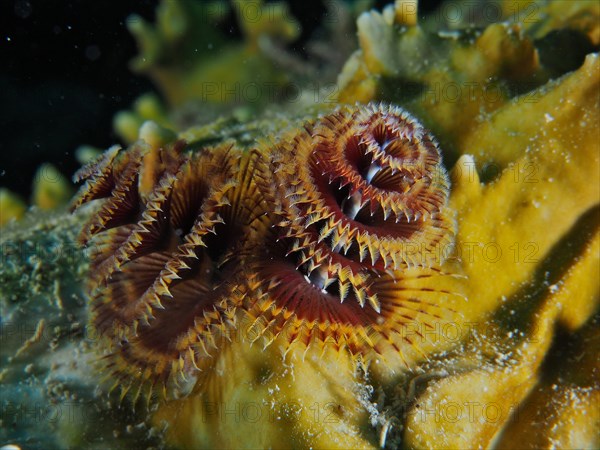 Christmas tree worm (Spirobranchus giganteus), dive site John Pennekamp Coral Reef State Park, Key Largo, Florida Keys, Florida, USA, North America