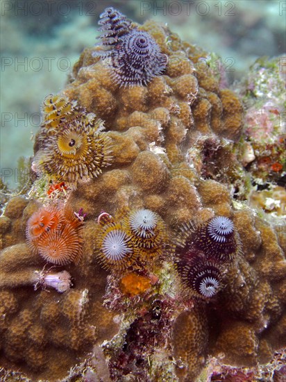 Nodular star coral (Solenastrea hyades), overgrown with Christmas tree worm (Spirobranchus giganteus), dive site John Pennekamp Coral Reef State Park, Key Largo, Florida Keys, Florida, USA, North America
