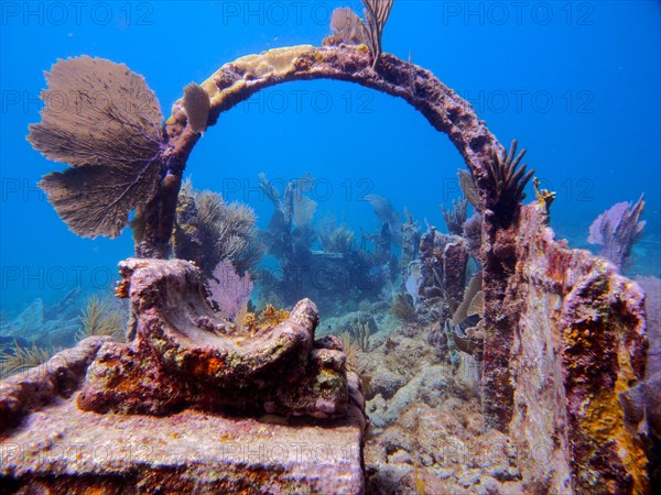 Wreck of the Benwood, overgrown with common sea fan (Gorgonia ventalina) Dive site John Pennekamp Coral Reef State Park, Key Largo, Florida Keys, Florida, USA, North America