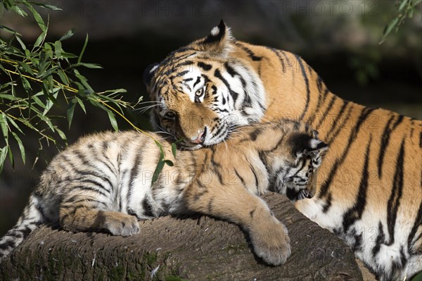 A mother tiger showing affection to her young on a tree trunk, Siberian tiger, Amur tiger, (Phantera tigris altaica), cubs