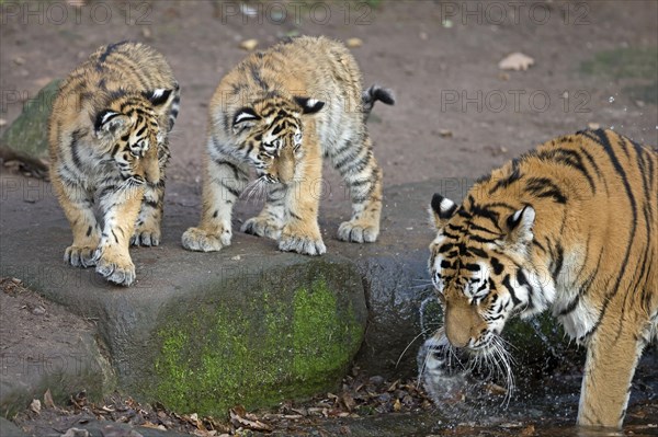 Three tigers, including an adult, standing at a waterhole, Siberian tiger, Amur tiger, (Phantera tigris altaica), cubs