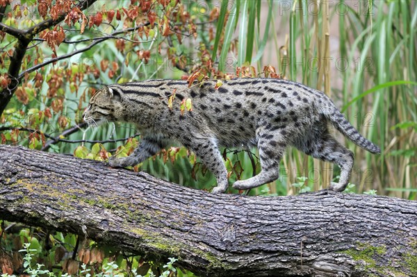 A fishing cat (Prionailurus viverrinus)