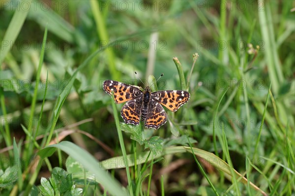 Map butterfly (Araschnia levana), butterfly, spring generation, macro, grass, The land carat sits in the meadow with its orange-coloured, open wings