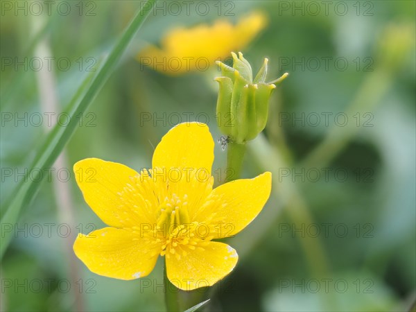 Marsh marigold (Caltha palustris), macro photograph with focus stacking, Leoben, Styria, Austria, Europe