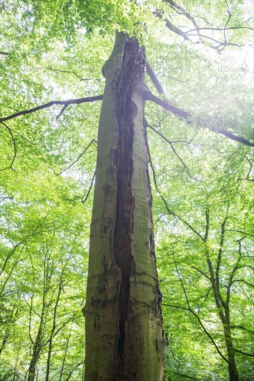 Deadwood structure Gully in deciduous forest, huge damage to standing tree trunk, important habitat for insects and birds, North Rhine-Westphalia, Germany, Europe