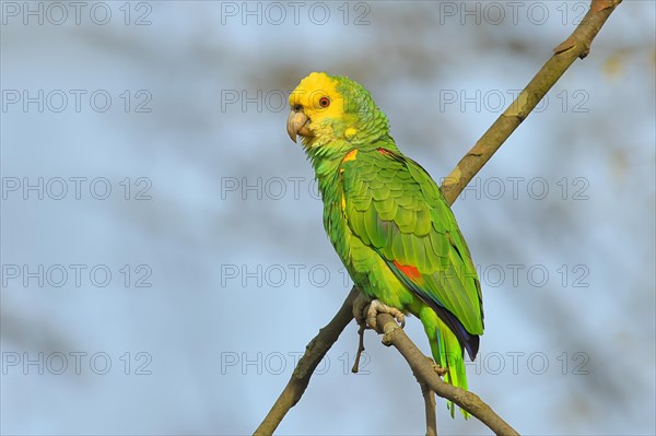 Yellow-headed Amazon (Amazona oratrix belizensis), on a sycamore branch, blue sky, Rosensteinpark, Stuttgart, Baden-Wuerttemberg, Germany, Europe