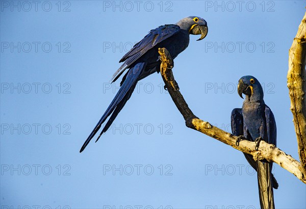 Hyacinth Macaw (Anodorhynchus hyacinthinus) Pantanal Brazil