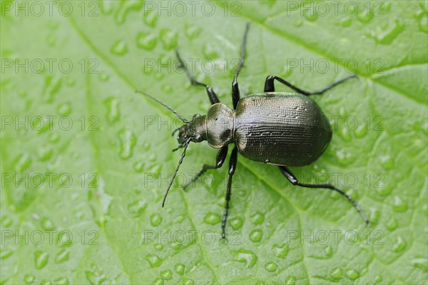 Caterpillar-hunter (Calosoma inquisitor), North Rhine-Westphalia, Germany, Europe