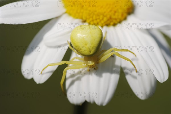 Goldenrod crab spider (Misumena vatia), female on the flower of a daisy (Leucanthemum vulgare, Chrysanthemum leucanthemum), North Rhine-Westphalia, Germany, Europe