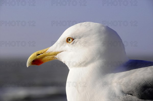 European herring gull (Larus argentatus), Detailed close-up of the head of a gull with focus on the eye, Sylt, North Frisian Island, Schleswig-Holstein, Germany, Europe