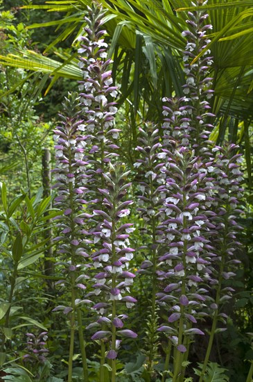 Inflorescence of bear's breeches (Acanthus) in the Parc Floral et Tropical de la Court d'Aron, Saint Cyr en Talmondais, Vandee, France, Europe