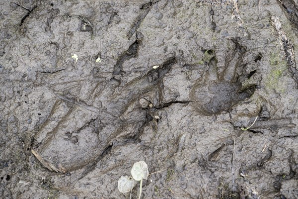 Footprint, track of beaver (Castor fibre), Emsland, Lower Saxony, Germany, Europe