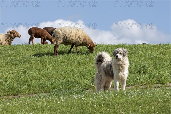 Sheepdog guarding sheep, lambs, shepherd dog, Elbe dyke near Bleckede, Lower Saxony, Germany, Europe