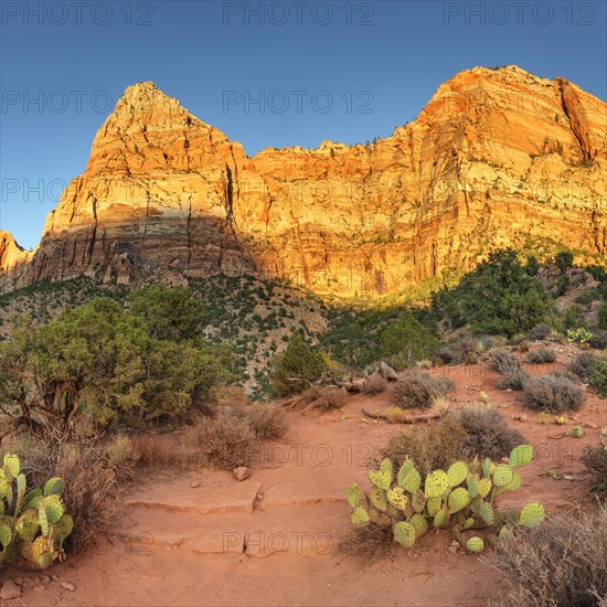 Watchman Mountain, Zion National Park, Colorado Plateau, Utah, USA, Zion National Park, Utah, USA, North America