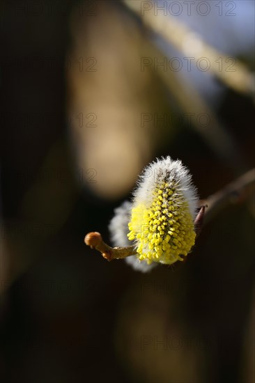 Flowering goat willow (Salix caprea), flower catkins with pollen on a branch, close-up, North Rhine-Westphalia, Germany, Europe