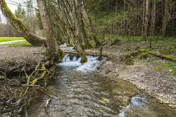 Course of the Wiesaz stream in the Wiesaz valley in the Swabian Alb near Goenningen, Baden-Wuerttemberg, Germany, Europe