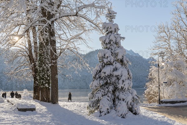 Christmas tree at the Alpsee, Schwangau, Ostallgaeu, Swabia, Bavaria, Germany, Schwangau, Ostallgaeu, Bavaria, Germany, Europe