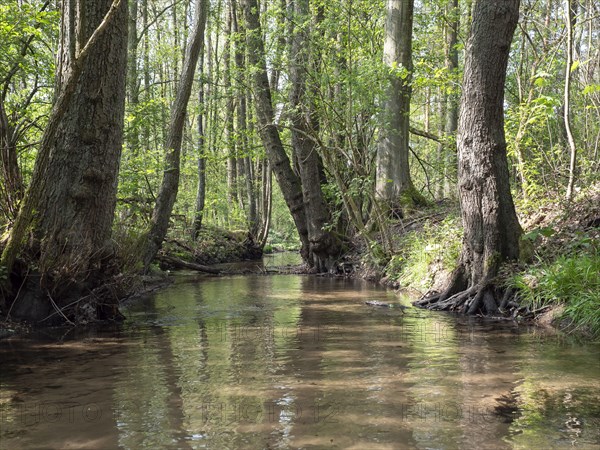 Stream and floodplain of the Oelbach with alder quarry forest in spring, Schloss Holte, North Rhine-Westphalia, Germany, Europe