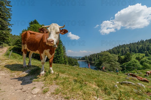 Cow at the edge of a path in the mountains. Vosges Alsace, Great East, France, Europe