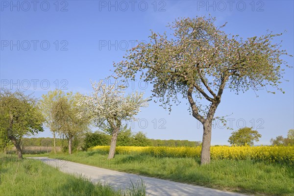 Fruit trees, apple tree (Malus domestica) in bloom next to a flowering rape field (Brassica napus), blue sky, North Rhine-Westphalia, Germany, Europe