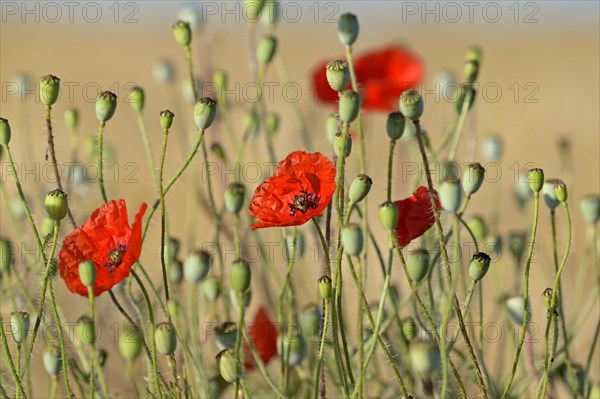 Poppy flowers (Papaver rhoeas) in a grain field, flowers and unripe fruit capsules, North Rhine-Westphalia, Germany, Europe