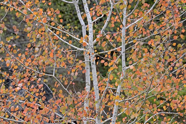 Deciduous tree, aspen (Populus tremula), branches with autumn leaves, Eastern Eifel, Rhineland-Palatinate, Germany, Europe